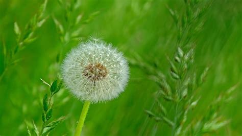 The Ancient Origins of the Dandelion Magiic Book Revealed